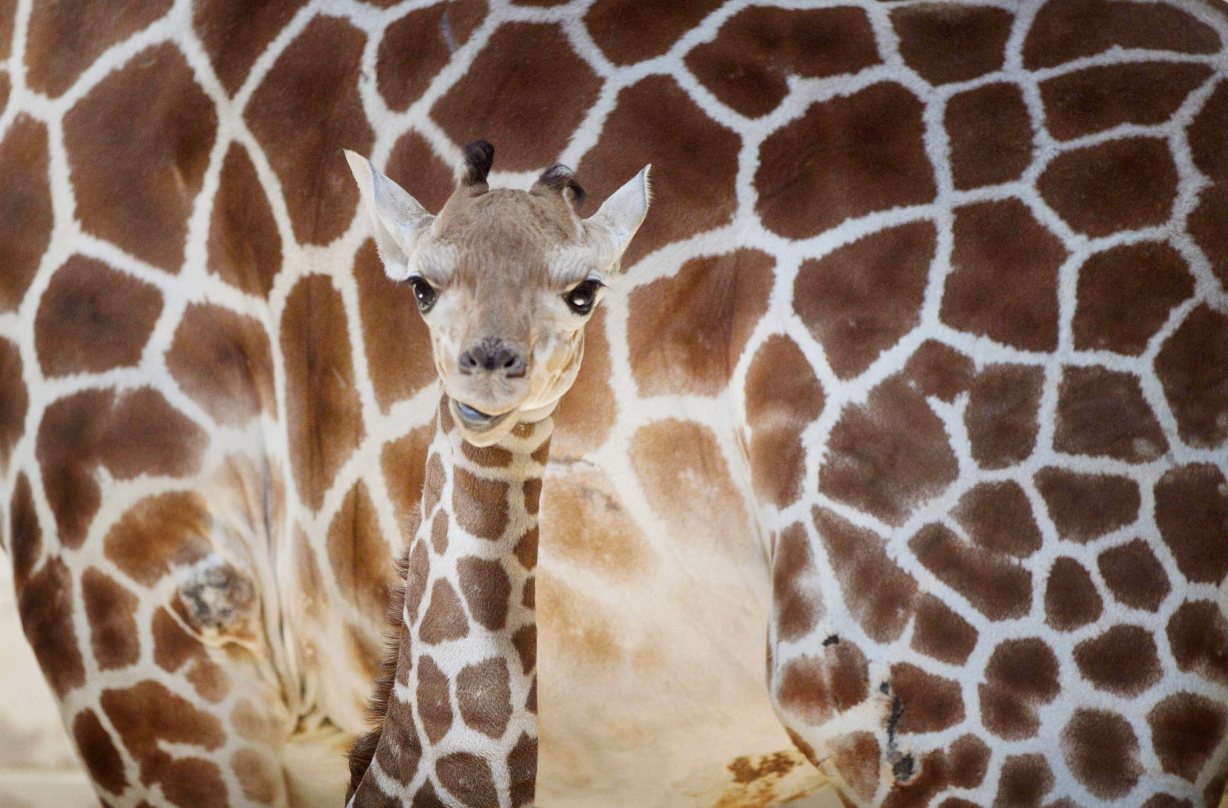 zoo babies